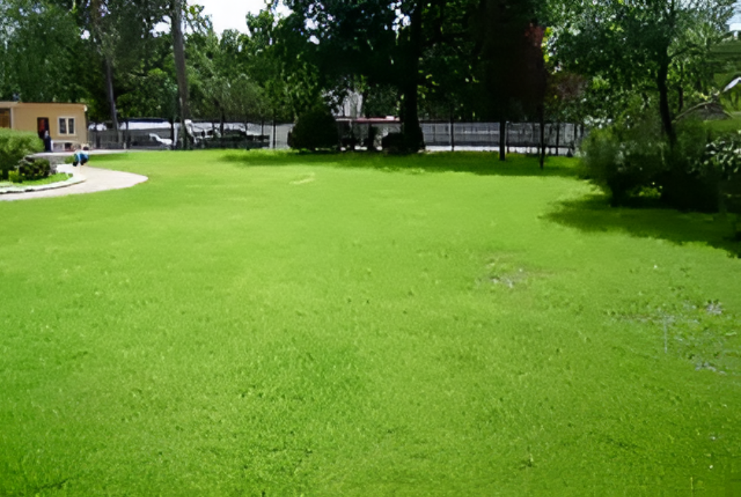 Artificial Lawn